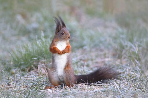 Eurasian red squirrel