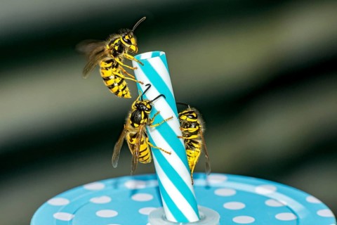 German wasps