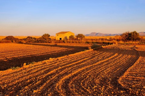 Field in the evening light