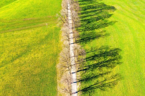 Shadow of avenue in a meadow