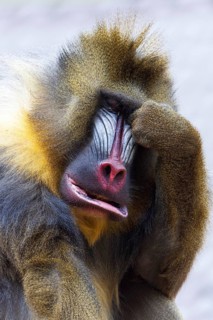 Mandrill