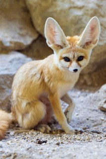 Fennec fox