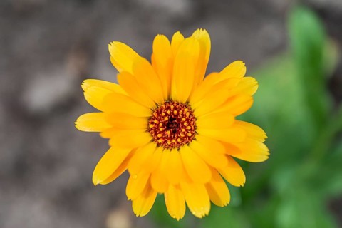 Tickseeds