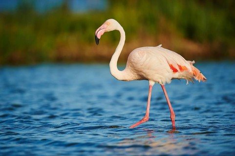 Greater Flamingo