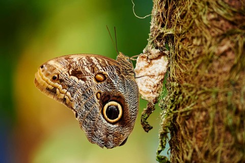 Forest giant owl