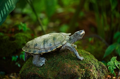 Red-eared slider