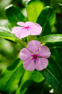 Madagascar periwinkle