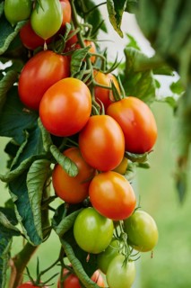 Red and green plum tomatoes at bush