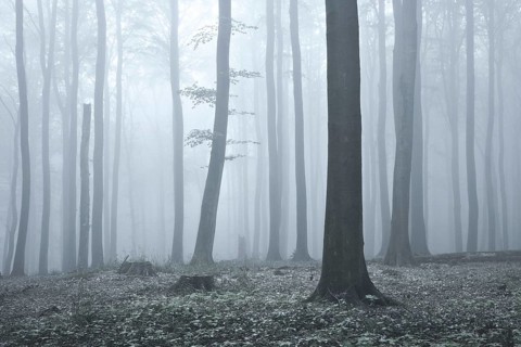 Beech forest in dense fog