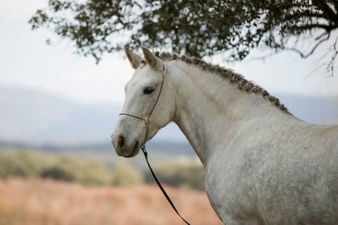Andalusian horse