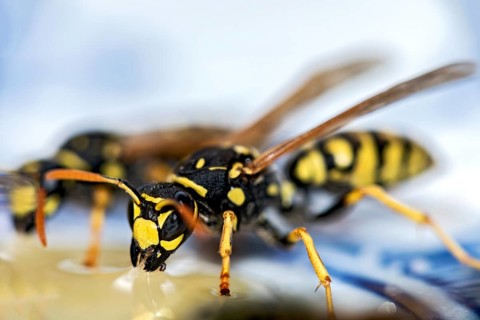 German wasps