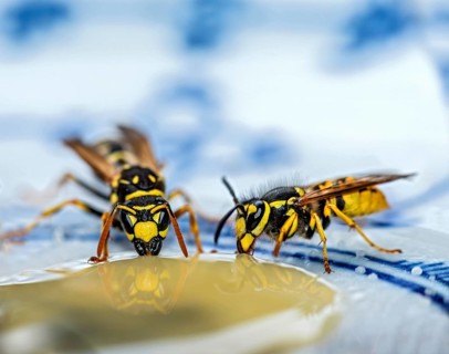 German wasps