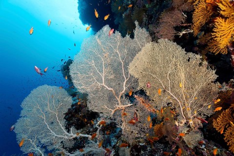 Gorgonian fans