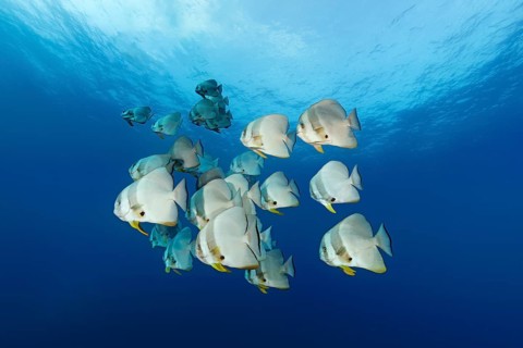 Swarm Longfin Batfish