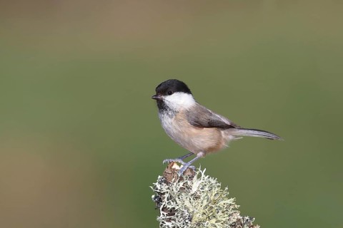 Willow tit