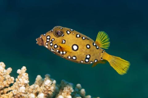 Yellow boxfish