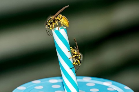 German wasps