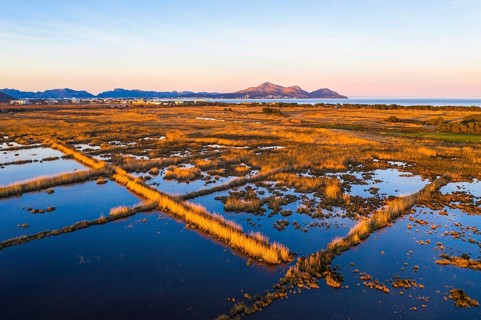 Wetland