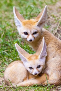 Fennec foxes