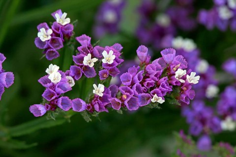 Sea Lavender