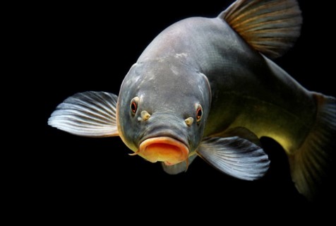 Tench