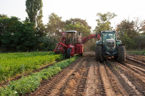 Harvester for carrots during harvesting in the field