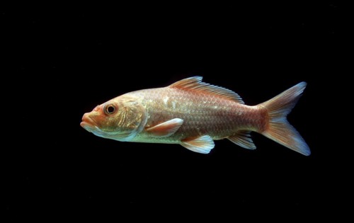 Ornemental koi carp