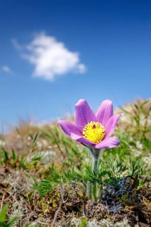 Pasque flower
