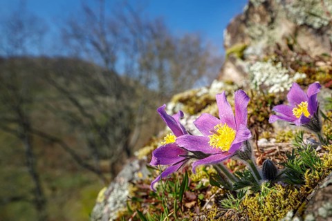 Pasque flowers