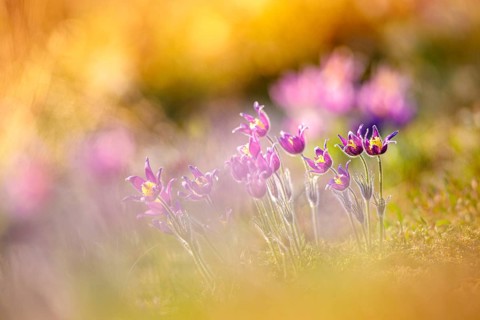 Pasque flowers