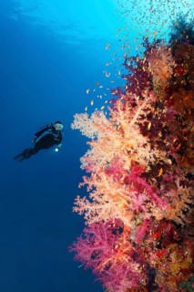 Diver viewing Klunzinger's Soft Corals