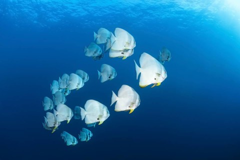 Swarm Longfin Batfish