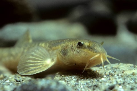 Stone loach