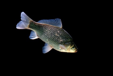 Crucian carp