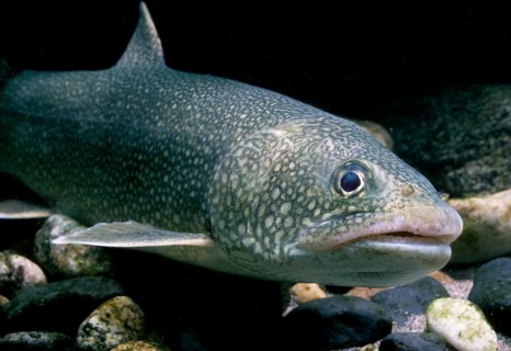 Lake trout