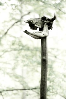 Cattle skull on post