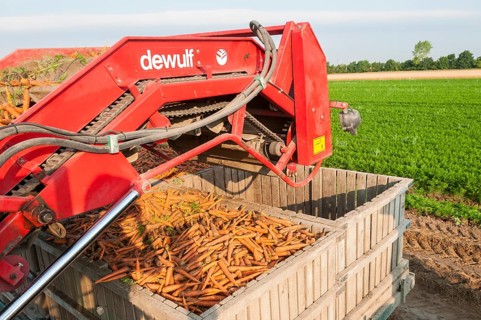Carrots are harvested with harvesting machine