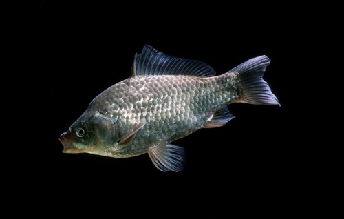 Crucian carp