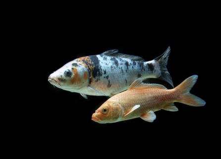 Ornamental koi