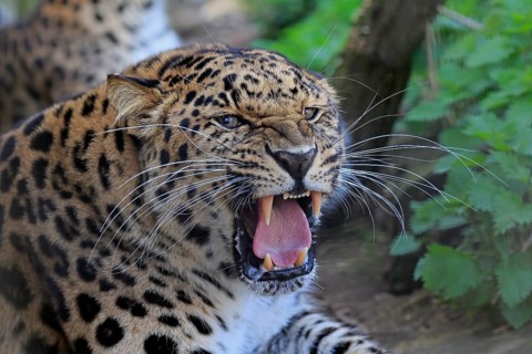 Amur leopard