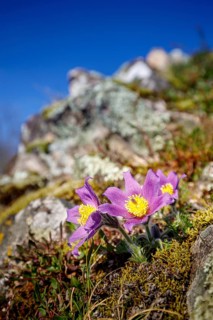 Pasque flowers