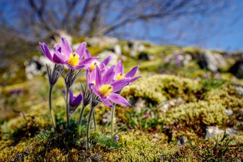 Pasque flowers