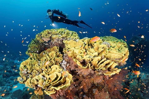 Diver looking at