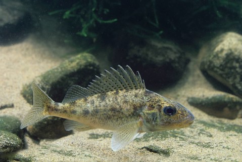 Eurasian ruffe