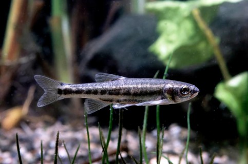 Common minnow