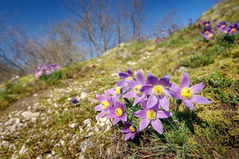 Pasque flowers