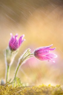 Pasque flower