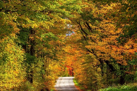 Path through deciduous forest in autumn