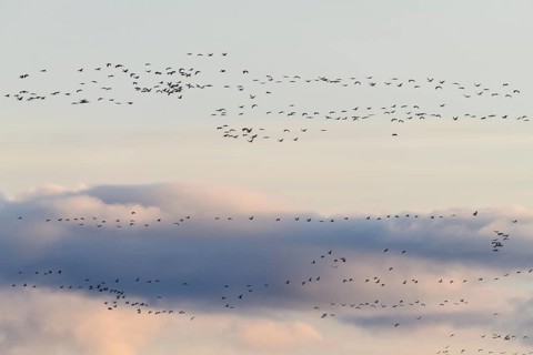 Crane