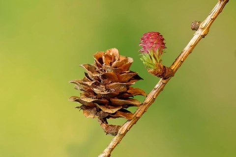 Female flower of larch
